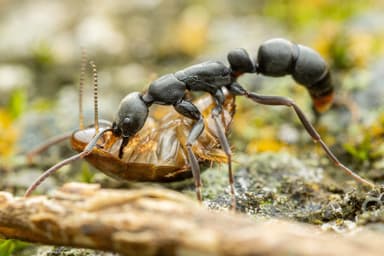 Leptogenys falcigera — worker photo 1