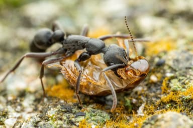 Leptogenys falcigera — worker photo 2