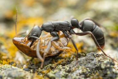 Leptogenys falcigera — worker photo 3