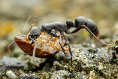 Leptogenys falcigera — worker photo 4