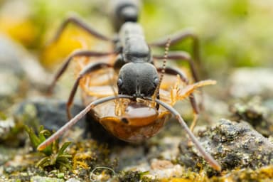 Leptogenys falcigera — worker photo 6