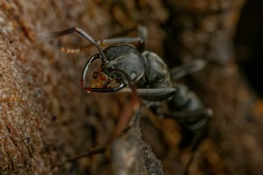 Leptogenys falcigera photo 8