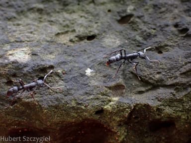 Leptogenys falcigera photo 17