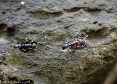 Leptogenys falcigera photo 19