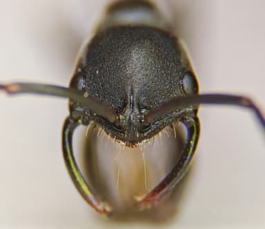 Leptogenys falcigera photo 20