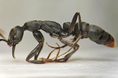 Leptogenys falcigera photo 21