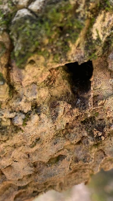 Leptogenys falcigera photo 28