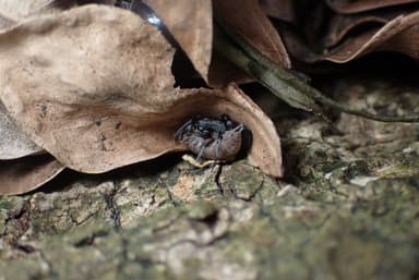 Leptogenys falcigera photo 31