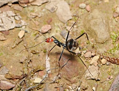 Leptomyrmex erythrocephalus photo 1