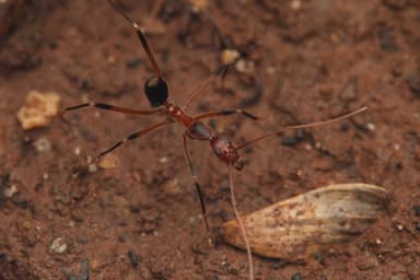 Leptomyrmex erythrocephalus photo 2
