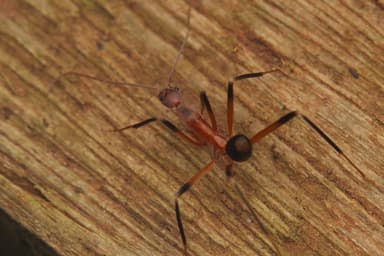 Leptomyrmex erythrocephalus photo 3