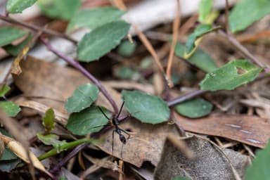 Leptomyrmex erythrocephalus photo 4