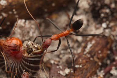 Leptomyrmex erythrocephalus photo 6