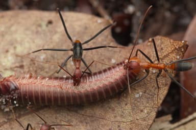 Leptomyrmex erythrocephalus photo 7