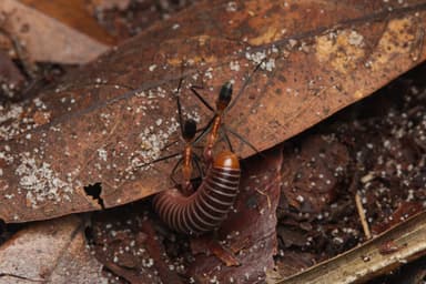 Leptomyrmex erythrocephalus photo 8