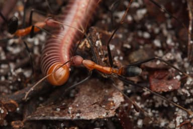 Leptomyrmex erythrocephalus photo 9
