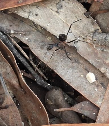 Leptomyrmex erythrocephalus photo 10