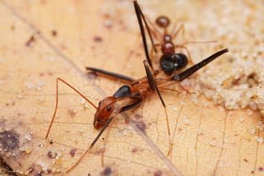Leptomyrmex erythrocephalus photo 12