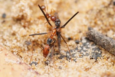 Leptomyrmex erythrocephalus photo 13