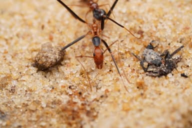 Leptomyrmex erythrocephalus photo 14