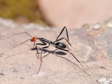 Leptomyrmex erythrocephalus photo 15