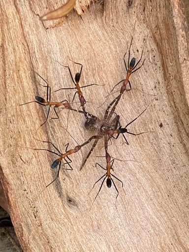 Leptomyrmex erythrocephalus photo 16