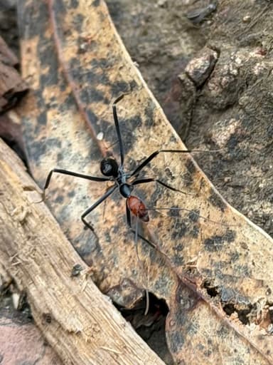 Leptomyrmex erythrocephalus photo 18