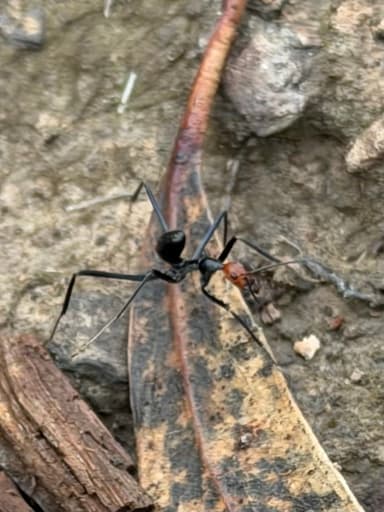 Leptomyrmex erythrocephalus photo 19