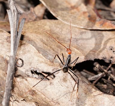 Leptomyrmex erythrocephalus photo 20