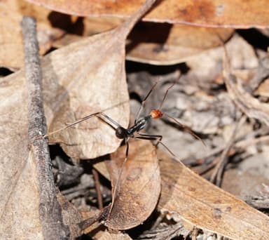 Leptomyrmex erythrocephalus photo 21