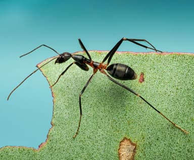 Leptomyrmex erythrocephalus photo 22