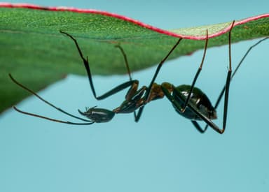 Leptomyrmex erythrocephalus photo 23