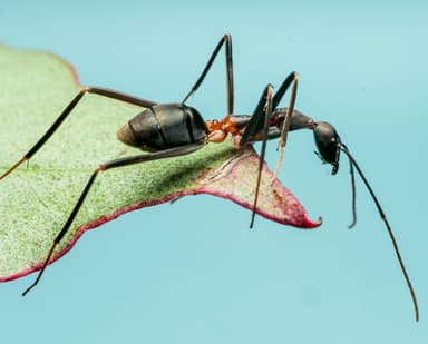 Leptomyrmex erythrocephalus photo 24