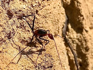 Leptomyrmex erythrocephalus photo 25