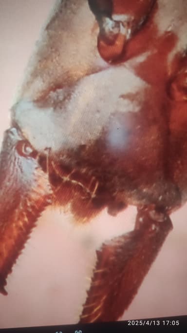 Leptomyrmex erythrocephalus photo 26