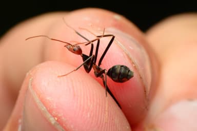 Leptomyrmex erythrocephalus photo 27