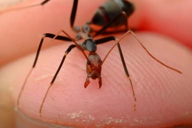 Leptomyrmex erythrocephalus photo 28
