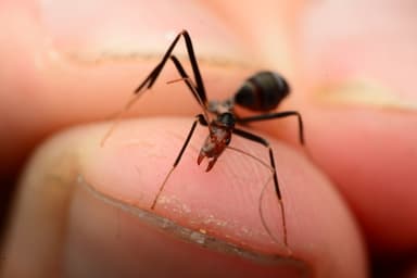 Leptomyrmex erythrocephalus photo 29