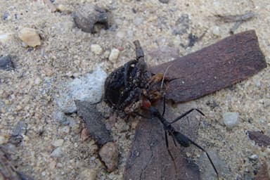 Leptomyrmex erythrocephalus photo 30