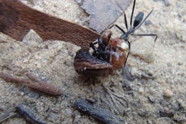 Leptomyrmex erythrocephalus photo 31