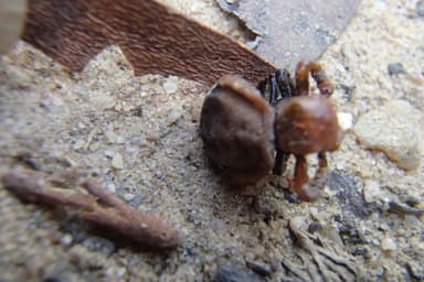 Leptomyrmex erythrocephalus photo 32