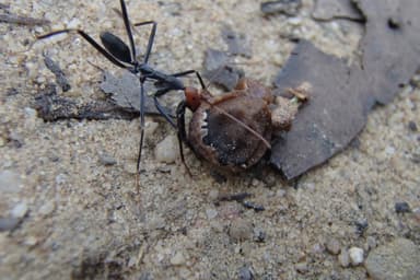Leptomyrmex erythrocephalus photo 34