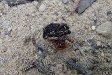Leptomyrmex erythrocephalus photo 35