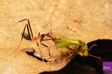 Leptomyrmex erythrocephalus photo 36