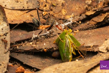 Leptomyrmex erythrocephalus photo 38