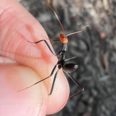 Leptomyrmex erythrocephalus photo 39