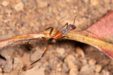 Leptomyrmex erythrocephalus photo 40