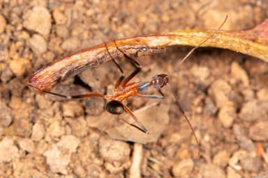 Leptomyrmex erythrocephalus photo 41