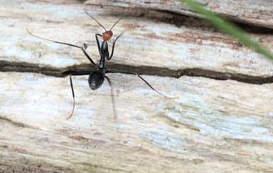 Leptomyrmex erythrocephalus photo 42