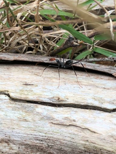 Leptomyrmex erythrocephalus photo 43